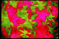 Wild Flowers Plants 013037 Red Nicotiana A4 Limited Edition Watercolour Print