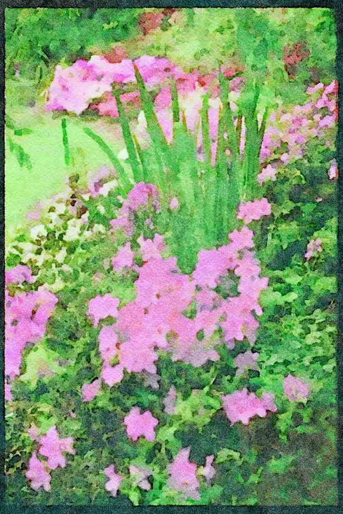 Wild Flowers Plants 013038 Pink And White Flower Bed A4 Limited Edition Watercolour Print