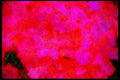 Wild Flowers Plants 013040 Deep Pink Azalea Cluster A4 Limited Edition Watercolour Print