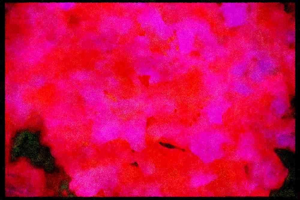 Wild Flowers Plants 013040 Deep Pink Azalea Cluster A4 Limited Edition Watercolour Print