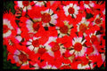 Wild Flowers Plants 013041 Red tipped Cineraria A4 Limited Edition Watercolour Print
