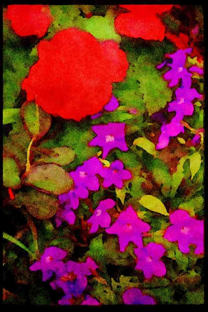 Wild Flowers Plants 013042 Purple Browalia With Red Ranunculus A4 Limited Edition Watercolour Print