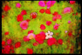 Wild Flowers Plants 013043 Mixed Poppies A4 Limited Edition Watercolour Print