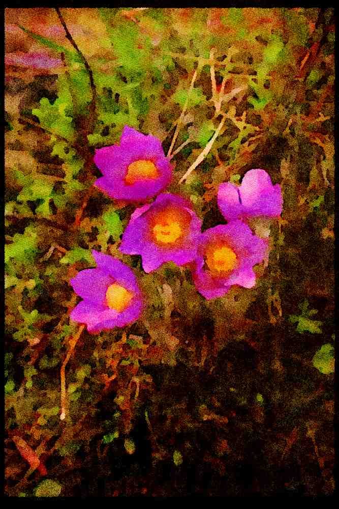 Wild Flowers Plants 013046 Wild Purple Pasqueflowers A4 Limited Edition Watercolour Print