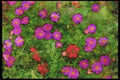 Wild Flowers Plants 013047 Pink Cosmos A4 Limited Edition Watercolour Print