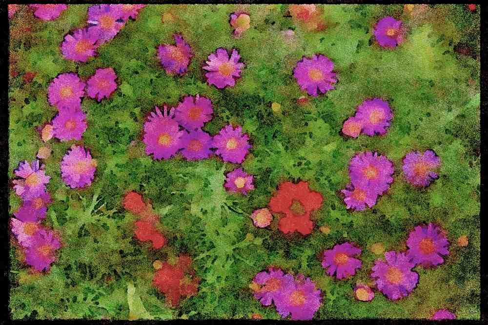 Wild Flowers Plants 013047 Pink Cosmos A4 Limited Edition Watercolour Print