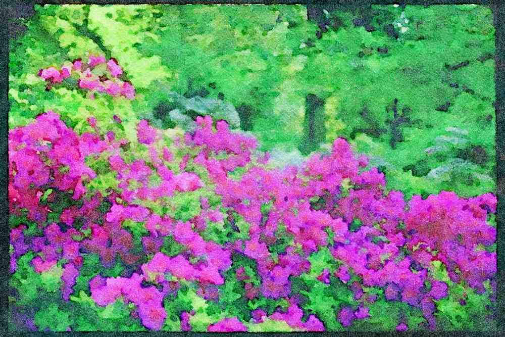 Wild Flowers Plants 013051 Deep Pink Azalea A4 Limited Edition Watercolour Print
