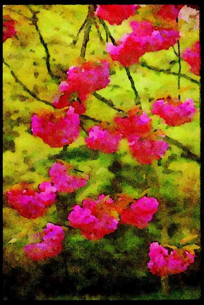 Wild Flowers Plants 013053 Double flowering Cherry Blossoms A4 Limited Edition Watercolour Print