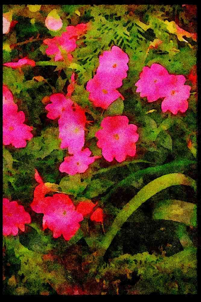 Wild Flowers Plants 013055 Pink Lobed Flowers A4 Limited Edition Watercolour Print