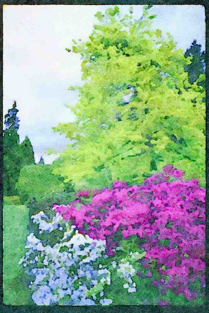 Wild Flowers Plants 013056 Pink And White Park Azaleas A4 Limited Edition Watercolour Print