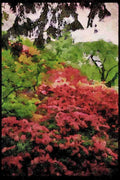 Wild Flowers Plants 013057 Blooming Shrubs In Park A4 Limited Edition Watercolour Print