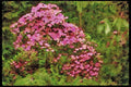 Wild Flowers Plants 013058 Blossom covered Pink Shrub A4 Limited Edition Watercolour Print