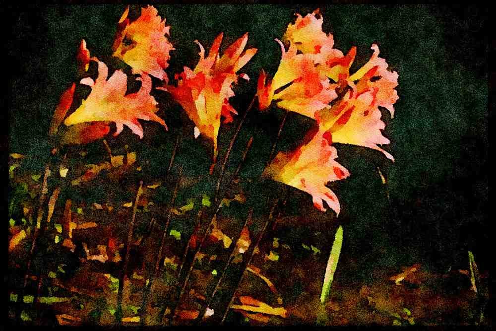 Wild Flowers Plants 013059 Pink And Yellow Lilies In Morning A4 Limited Edition Watercolour Print