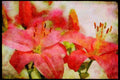 Wild Flowers Plants 013060 Two Hybrid Pink Lilies A4 Limited Edition Watercolour Print