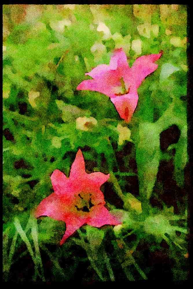 Wild Flowers Plants 013062 Pink Lily Tulips A4 Limited Edition Watercolour Print