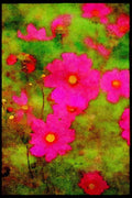 Wild Flowers Plants 013063 Crimson Cosmos A4 Limited Edition Watercolour Print