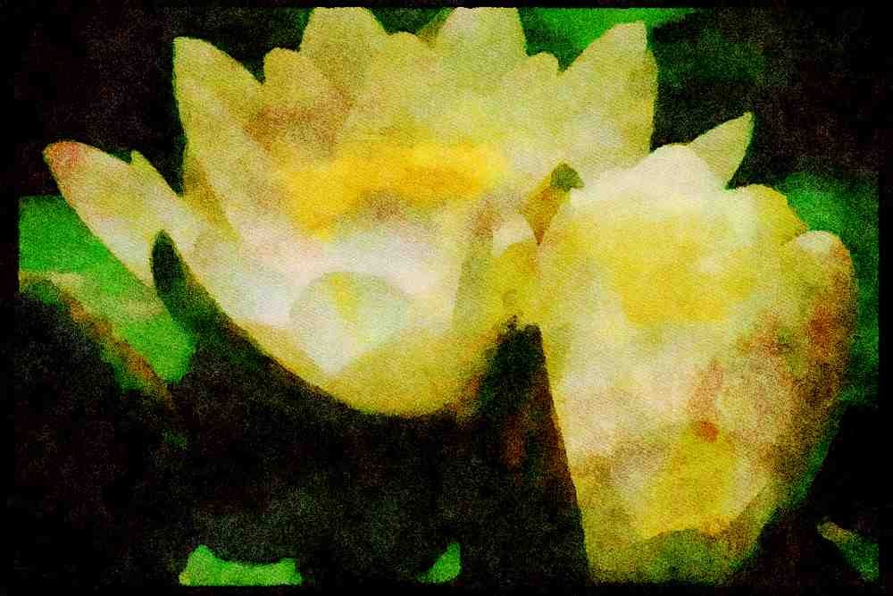 Wild Flowers Plants 013068 White Water Lilies A4 Limited Edition Watercolour Print