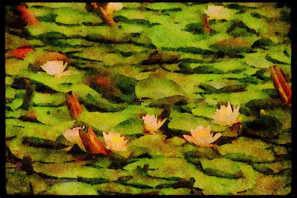 Wild Flowers Plants 013069 Lilies On Pads A4 Limited Edition Watercolour Print