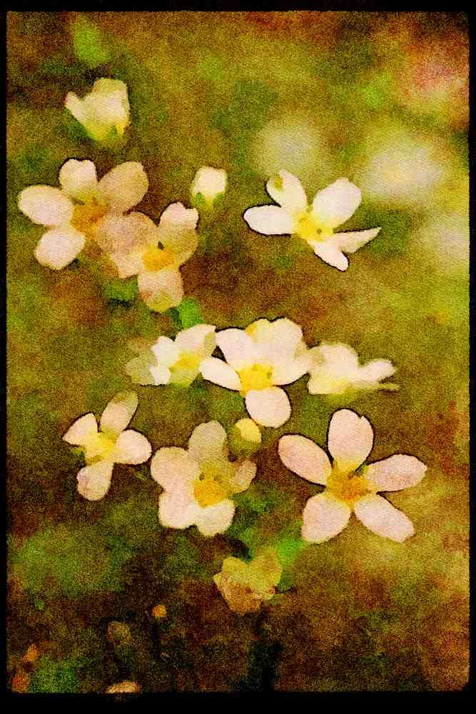 Wild Flowers Plants 013070 White Apple Blossoms A4 Limited Edition Watercolour Print