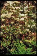 Wild Flowers Plants 013071 White Rhododendron Bush A4 Limited Edition Watercolour Print