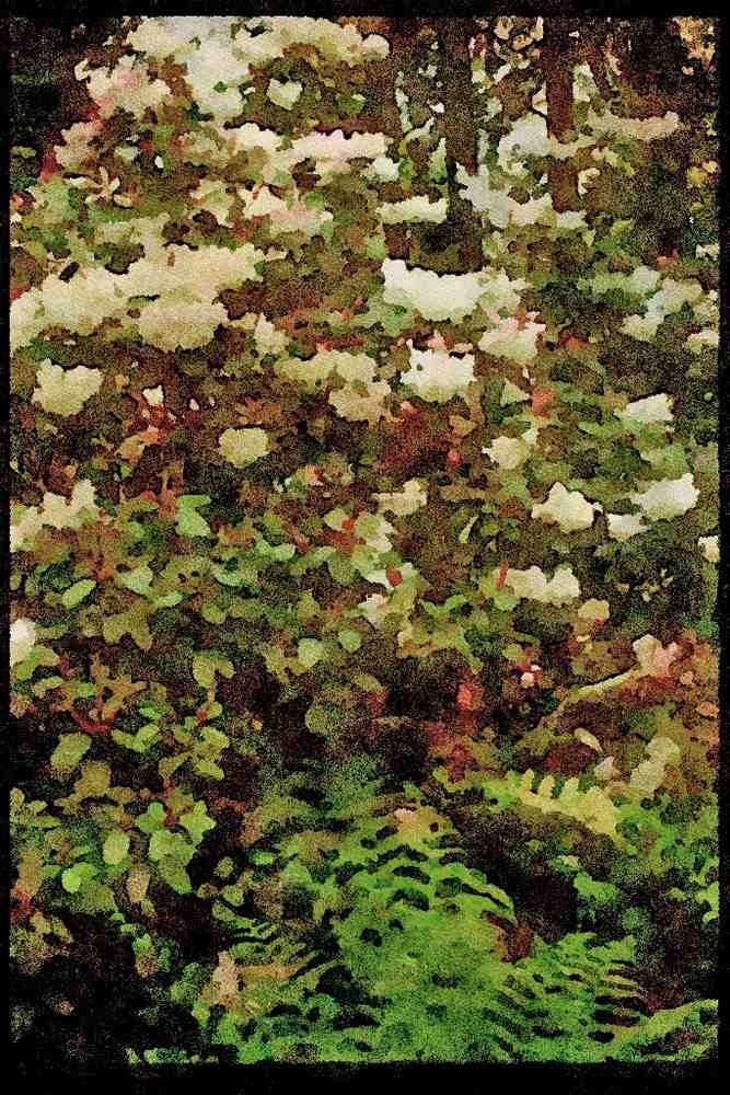 Wild Flowers Plants 013071 White Rhododendron Bush A4 Limited Edition Watercolour Print