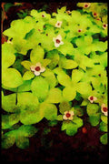 Wild Flowers Plants 013072 Wild Bunchberry A4 Limited Edition Watercolour Print