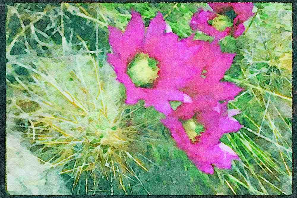 Wild Flowers Plants 013075 Crimson Blooms On Cactus A4 Limited Edition Watercolour Print