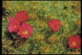 Wild Flowers Plants 013076 Red Blooms On Cactus A4 Limited Edition Watercolour Print