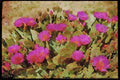 Wild Flowers Plants 013077 Pink Blooms On Beavertail Cactus A4 Limited Edition Watercolour Print