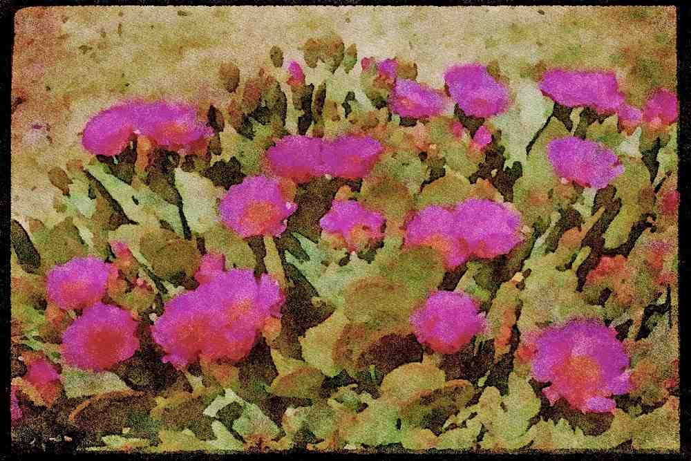 Wild Flowers Plants 013077 Pink Blooms On Beavertail Cactus A4 Limited Edition Watercolour Print