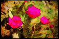 Wild Flowers Plants 013078 Deep Pink Cactus Flowers A4 Limited Edition Watercolour Print