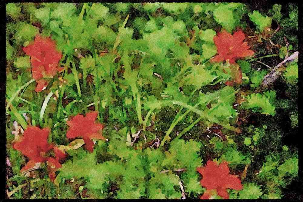 Wild Flowers Plants 013080 Red Indian Paintbrush A4 Limited Edition Watercolour Print