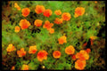 Wild Flowers Plants 013081 Orange California Poppies Overhead A4 Limited Edition Watercolour Print