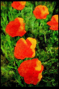 Wild Flowers Plants 013082 California Poppies Close Up A4 Limited Edition Watercolour Print