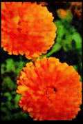 Wild Flowers Plants 013083 Orange Chrysanthemums A4 Limited Edition Watercolour Print