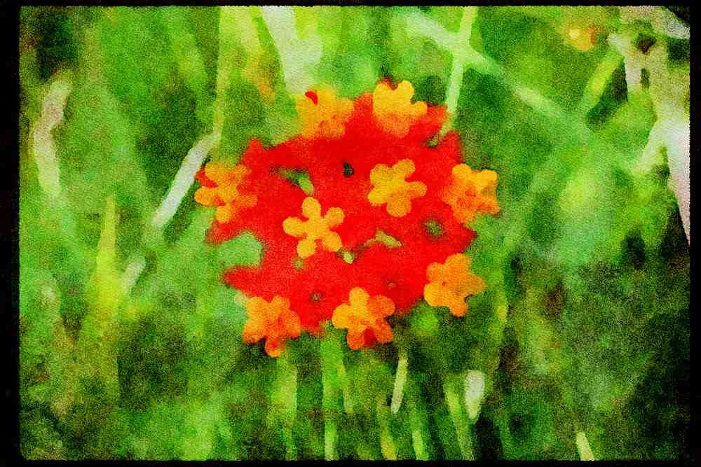Wild Flowers Plants 013086 Five petaled Yellow Cupped Flowers A4 Limited Edition Watercolour Print