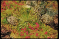 Wild Flowers Plants 013087 Feather tipped Succulent A4 Limited Edition Watercolour Print