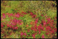 Wild Flowers Plants 013089 Red Mountain Wildflowers A4 Limited Edition Watercolour Print
