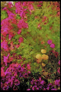 Wild Flowers Plants 013090 Pink Cosmos And Yellow Mums A4 Limited Edition Watercolour Print