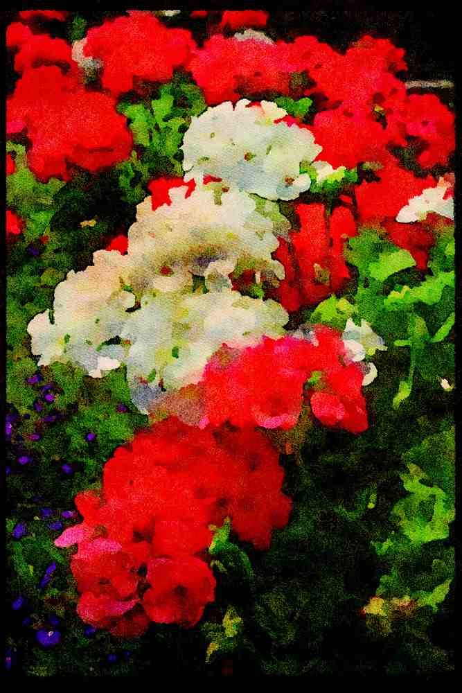 Wild Flowers Plants 013091 White And Red Geraniums A4 Limited Edition Watercolour Print