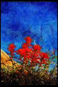 Wild Flowers Plants 013092 Red Indian Paintbrush Close Up A4 Limited Edition Watercolour Print