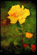 Wild Flowers Plants 013100 Single Yellow Bloom A4 Limited Edition Watercolour Print