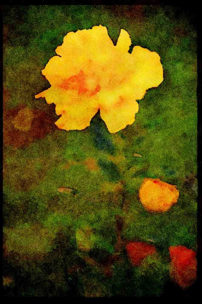 Wild Flowers Plants 013100 Single Yellow Bloom A4 Limited Edition Watercolour Print