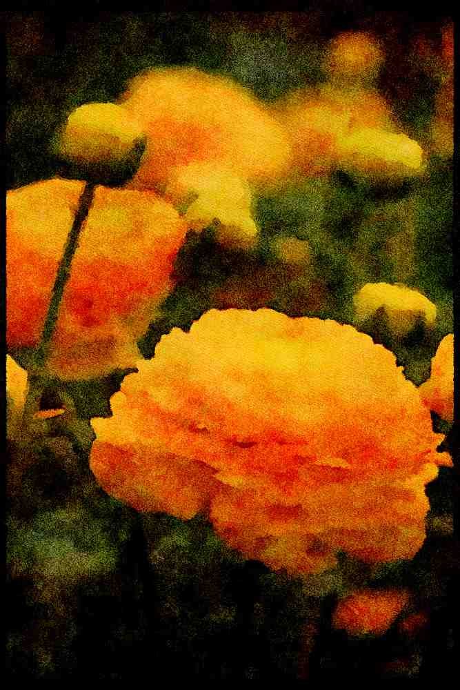 Wild Flowers Plants 013101 Yellow Peonies A4 Limited Edition Watercolour Print