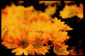 Wild Flowers Plants 013102 Yellow Daisies A4 Limited Edition Watercolour Print