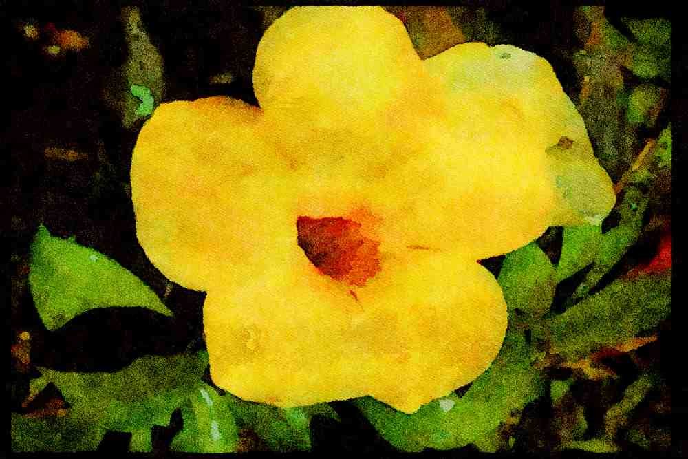 Wild Flowers Plants 013103 Deep Throated Yellow Flower A4 Limited Edition Watercolour Print