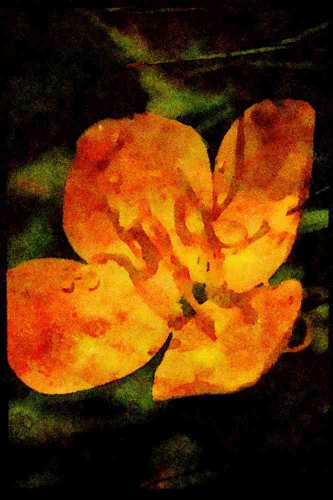 Wild Flowers Plants 013104 Golden Flower With Dewdrops A4 Limited Edition Watercolour Print
