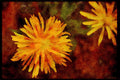 Wild Flowers Plants 013105 Many Petaled Yellow Flower With Stamens A4 Limited Edition Watercolour Print