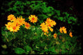 Wild Flowers Plants 013106 Yellow Daisy Clump A4 Limited Edition Watercolour Print