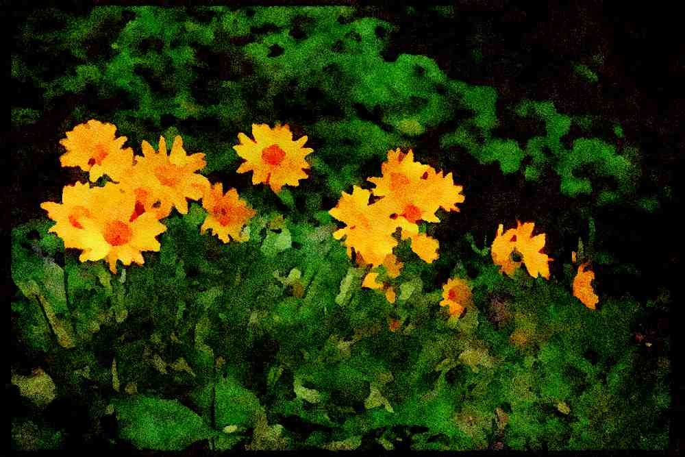 Wild Flowers Plants 013106 Yellow Daisy Clump A4 Limited Edition Watercolour Print